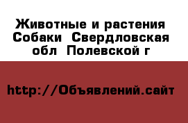 Животные и растения Собаки. Свердловская обл.,Полевской г.